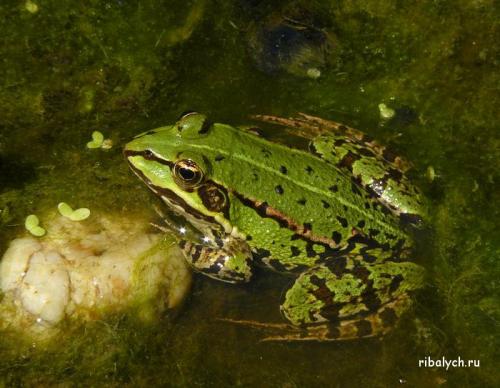 Интересные факты о молочных продуктах. Очень интересные факты про молоко 06 Интересные факты о молочных продуктах. Очень интересные факты про молоко 06