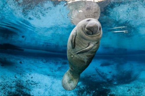 Интересные факты о морских животных. 12 самых невероятных фактов о морских животных, которые заставят вас удивляться!)