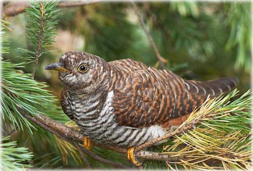 Интересные факты о кукушках. Особенности и среда обитания кукушки 01