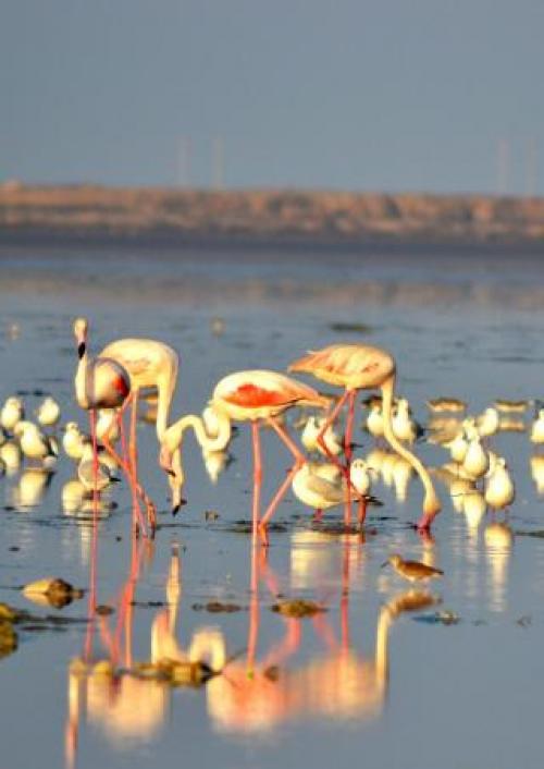 Что в Чили интересного. Хамберстоун 06