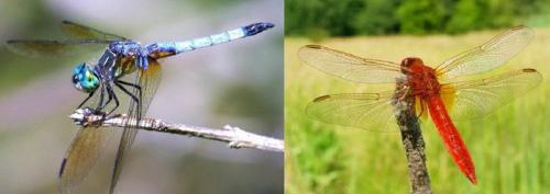 Интересные факты о стрекозах. Интересные факты про стрекоз 30