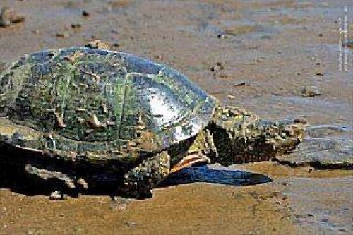 Факты о черепахах для детей. Интересные факты о черепахах