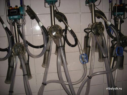 Интересные факты о молочных продуктах. Очень интересные факты про молоко 05 Интересные факты о молочных продуктах. Очень интересные факты про молоко 05