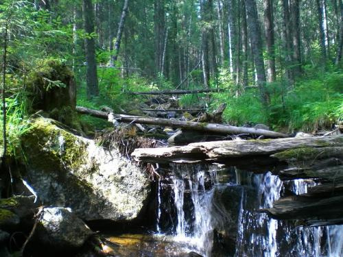 Интересные факты о буром медведе. Бурый медведь — интересные факты 12 Интересные факты о буром медведе. Бурый медведь — интересные факты 12