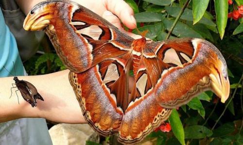 Интересные факты о насекомом. Интересные факты о насекомых + Видео