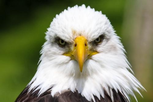 Орел птенец. Описание