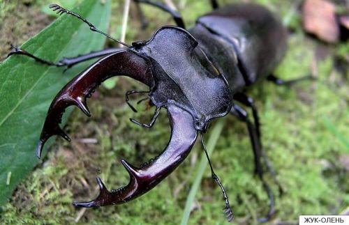 Интересные факты о жуках. Интересные и заниматиельные факты о жуках