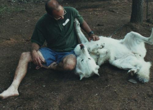 Интересные факты о волках. Малоизвестные факты о волках
