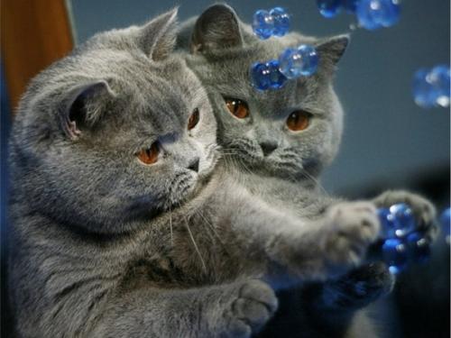 Кошки свойства. Видео о лечащих кошках 06