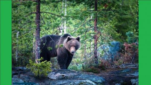 Интересные факты о буром медведе. Бурый медведь — интересные факты 11 Интересные факты о буром медведе. Бурый медведь — интересные факты 11