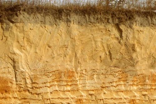 Почва. Выбор оптимальных культур для посадки, в зависимости от вида и типа почвы