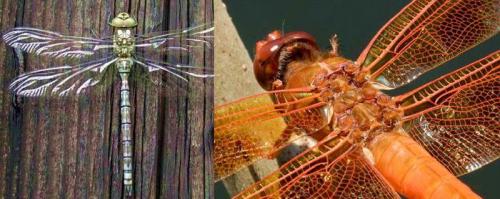 Интересные факты о стрекозах. Интересные факты про стрекоз 23