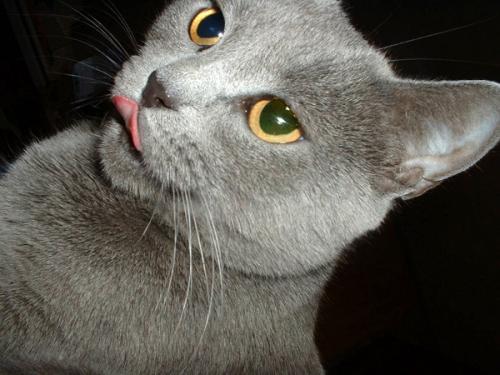 Кошки свойства. Видео о лечащих кошках 11