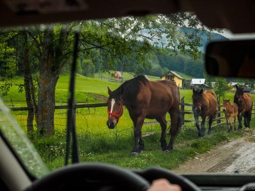 Трансильвания интересные факты. Пугающая Трансильвания