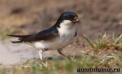 Что едят ласточки. Разновидности ласточек