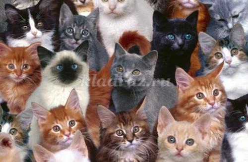 Слон интересные факты. Интересные факты о слонах. 14