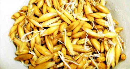 Где живут лебеди. Где живет лебедь, чем его подкормить в домашних условиях