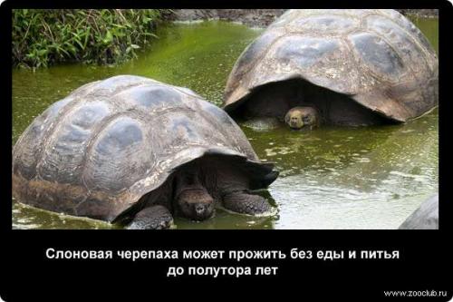 Интересные факты о черепахах. 10 интересных фактов о черепахах. 12