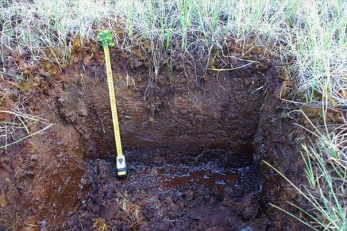 Почва. Выбор оптимальных культур для посадки, в зависимости от вида и типа почвы