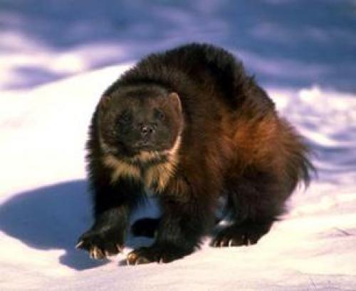 Интересные факты о росомахе. Природные враги росомахи 03