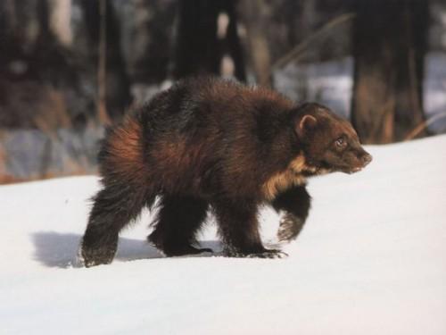 Интересные факты о животных Удмуртии. Животные Красной книги Удмуртии — млекопитающие