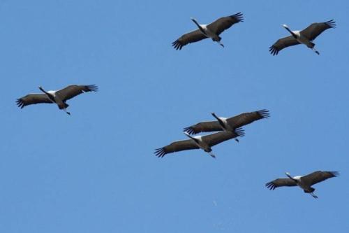 Интересные факты журавль красавка. Птица Красной книги — журавль красавка: интересные факты, фото и картинки, сообщение, где живет и чем питается.