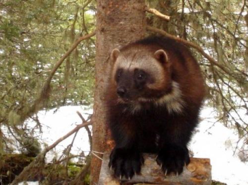 Росомаха животное. Росомаха