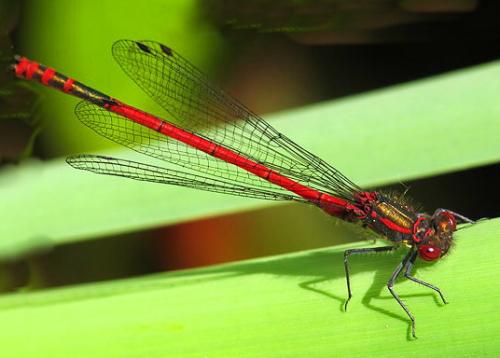 Интересные факты о стрекозах. Интересные факты про стрекоз 33