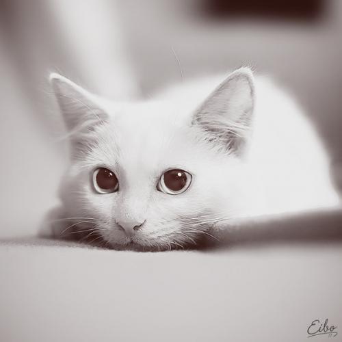 Кошки свойства. Видео о лечащих кошках 08