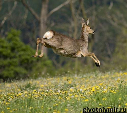 Интересные факты о косуле. Интересные факты о косулях 01