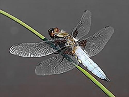 Интересные факты о стрекозах. Интересные факты про стрекоз 26