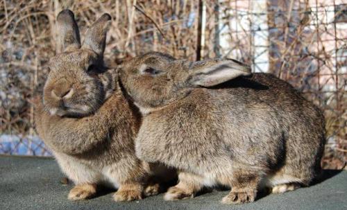 Интересные факты о кроликах для детей. 22 интересных факта о кроликах