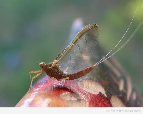Интересные факты о подёнках. Бабочки-однодневки: некоторые факты