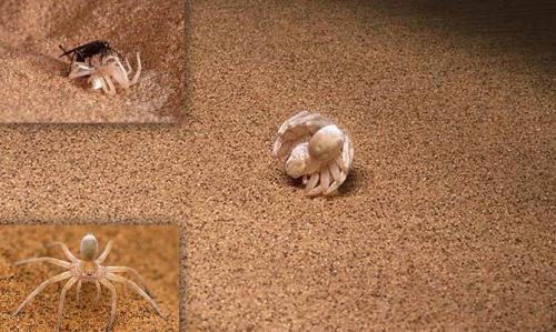 Необычные насекомые и интересные факты о них. Интересные факты о насекомых