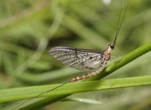 Интересные факты о стрекозах. Интересные факты про стрекоз 13