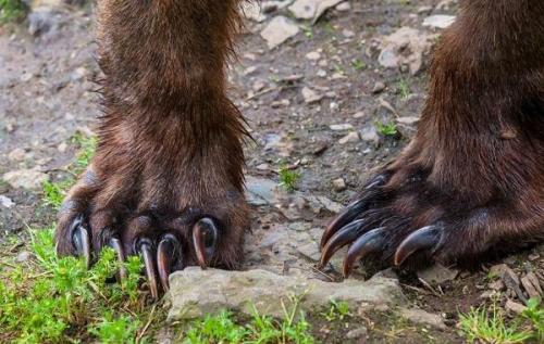 Сообщение о буром медведе. Особенности и среда обитания бурого медведя