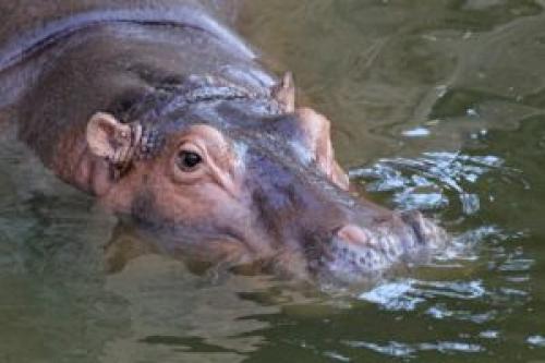 Венценосный журавль интересные факты. Восточный венценосный журавль