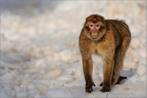 Про обезьян интересные факты. Интересные факты об обезьянах. 01
