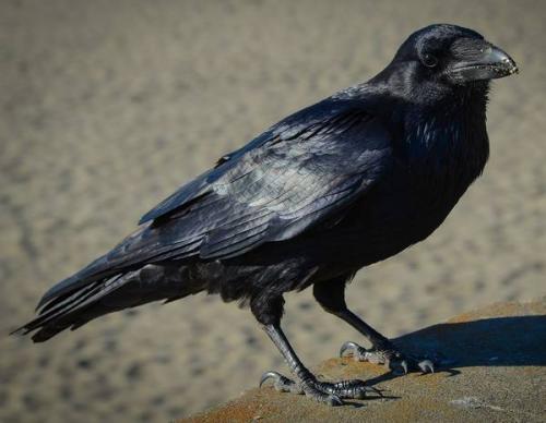 Что ворона делает. Социальная структура и размножение 08