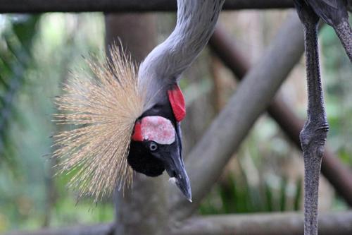 Венценосный журавль интересные факты. Восточный венценосный журавль