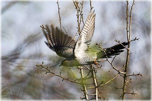 Интересные факты о кукушках. Особенности и среда обитания кукушки 03