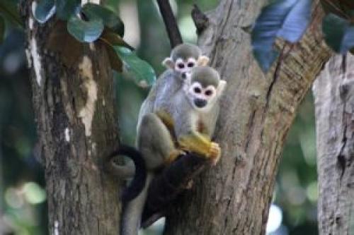 Венценосный журавль интересные факты. Восточный венценосный журавль