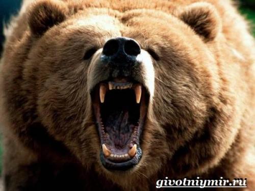 Сообщение о буром медведе. Особенности и среда обитания бурого медведя