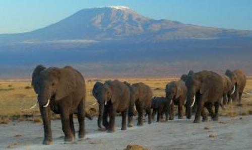 Слон помнит все. Правда ли что слоны ничего не забывают?