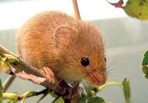Интересные факты про мышей. Интересные факты 06
