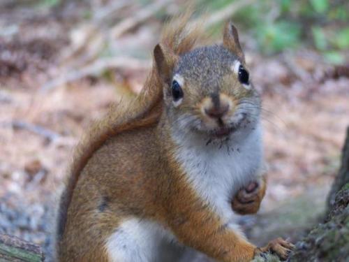 Интересные факты о белке для детей. Белки — интересные факты 08