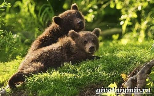 Сообщение о буром медведе. Особенности и среда обитания бурого медведя