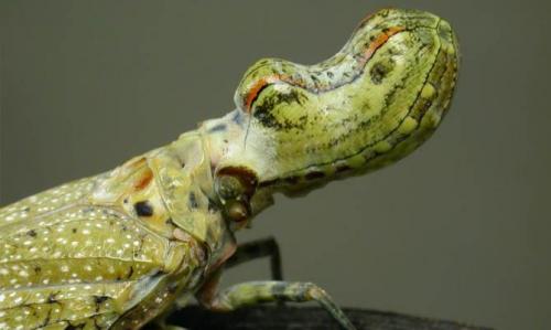 Необычные насекомые и интересные факты о них. Интересные факты о насекомых