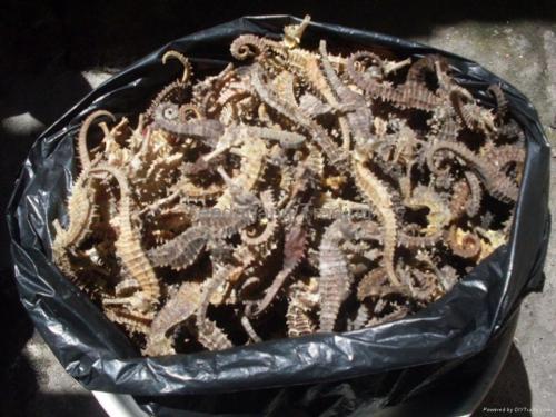 Можно ли есть морских коньков. Еда на грани