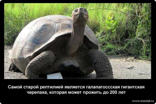 Интересные факты о черепахах. 10 интересных фактов о черепахах. 08